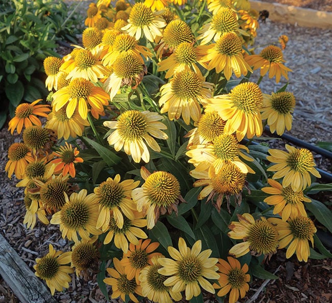 Echinacea-Artisan-Yellow-Ombre--PanAmerican,-Vaughns-View--August