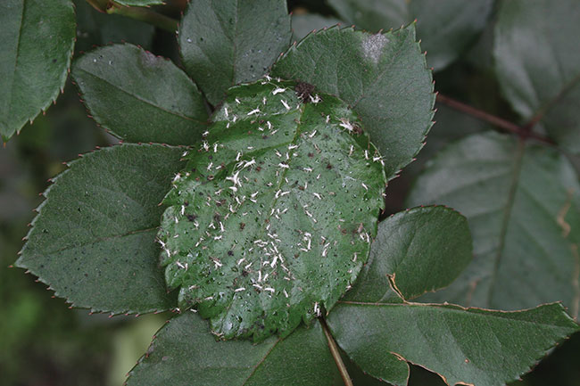 Figure-1.-Aphid-molting-skins.-Molting-or-shedding-of-the-cuticle-may-protect-aphids-from-infection-by-an-entomopathogenic-fungus.-(1)