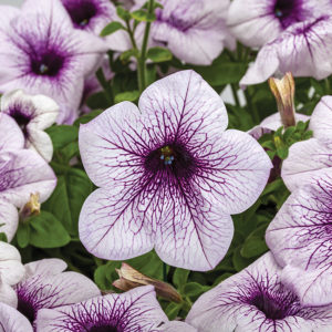  Petunia ‘Sanguna Mega Purple Vein’ Syngenta Flowers