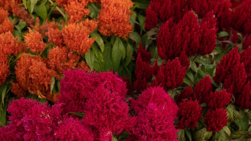 celosia mix featured
