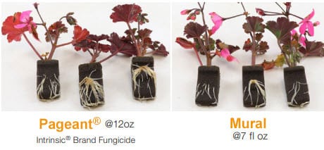 Geranium rooting 23 days after treatment from Pageant® 12oz Intrinsic® Brand Fungicide and Mural 7 fl oz. Courtesy of BASF Corporation