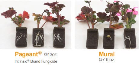 Geranium rooting 16 days after treatment from Pageant® 12oz Intrinsic® Brand Fungicide and Mural 7 fl oz. Courtesy of BASF Corporation