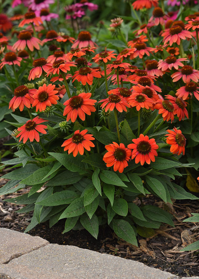 Culture Report Echinacea Sombrero Poco Series Greenhouse Product News