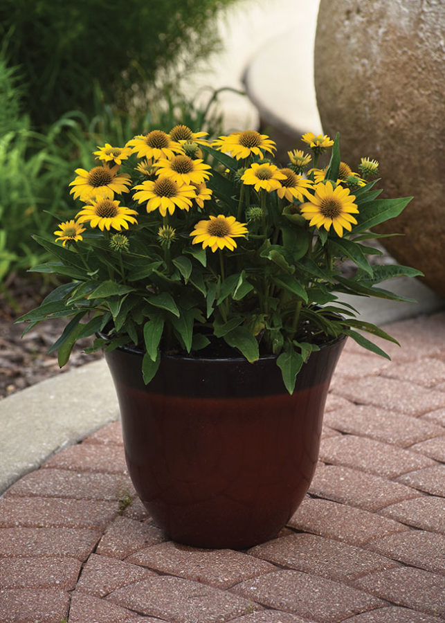 Culture Report: Echinacea Sombrero Poco Series - Greenhouse Product News