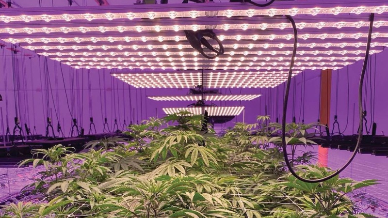 LEDs cannabis lighting