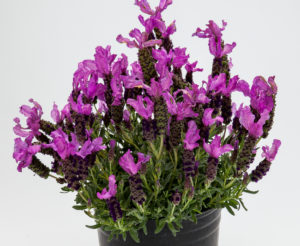 Lavender 'Javelin Compact Purple'