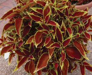 Vaughn's View: Leaf Colors and Textures in Coleus - Greenhouse Product News