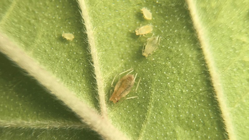 aphids biobest