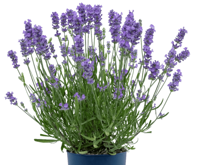 Lavender 'BeeZee Light Blue’ - Greenhouse Product News