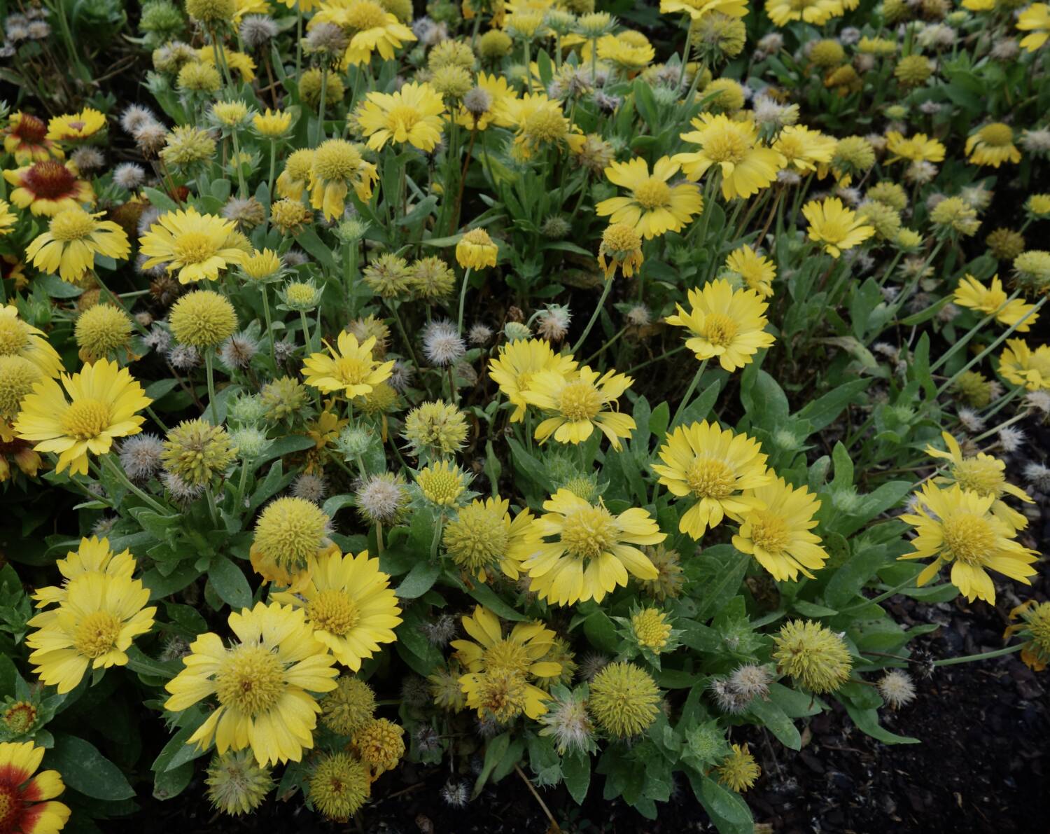 Vaughn's View Distinctive and resilient perennials with visual impact