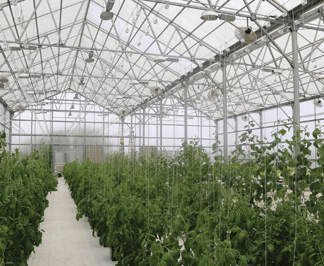 Growers Supply GrowSpan Series 2000 Commercial Greenhouse
