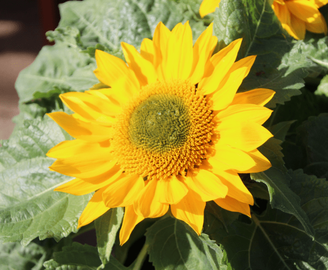 Helianthus 'Smiley Gold' - Greenhouse Product News