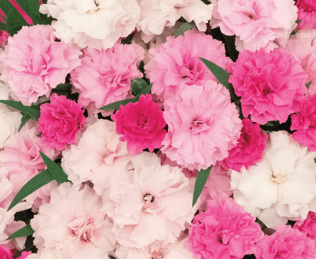 Selecta One Dianthus I Love U