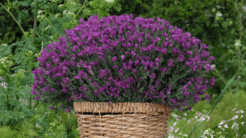 Sweet Unique bouquet in San Marino, CA | In Its Time