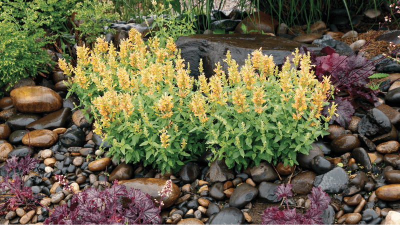 Agastache POQUITO 'Butter Yellow'