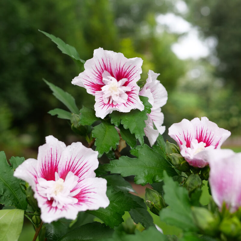 2024 New Introduction Top Picks From Proven Winners Greenhouse   Hibiscus Starblast ChiffonTM 800x800 