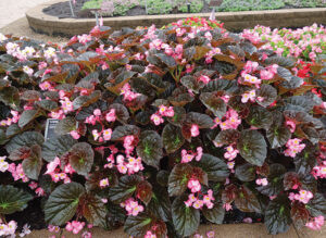 BEGONIA ‘STONEHEDGE LIGHT PINK BRONZE LEAF’ from Benary