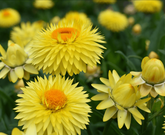 Bracteantha ‘Granvia Gold’ - Greenhouse Product News