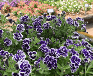 Petunia ‘Frosted Sapphire Bliss’ by Ball FloraPlant