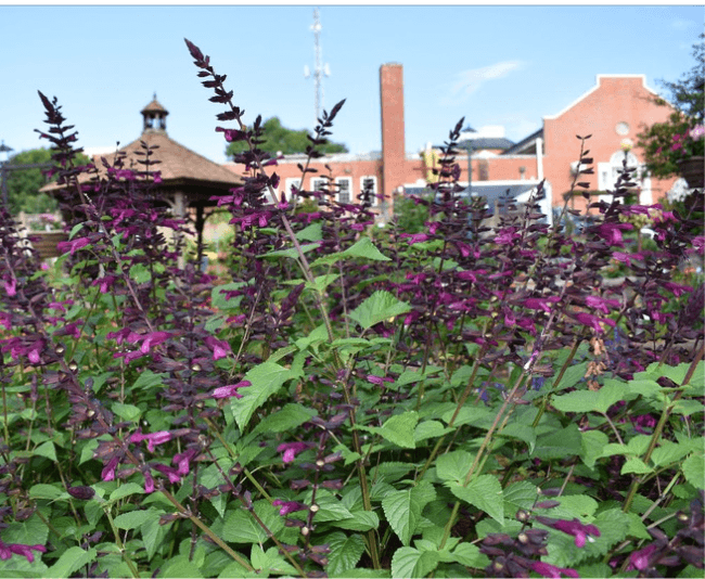 Salvia 'Plum Crazy' - Greenhouse Product News