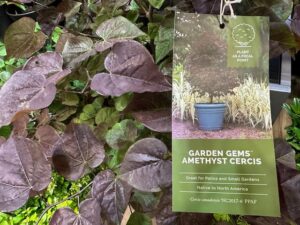 Garden Gem Amethyst Cercis from Star Roses