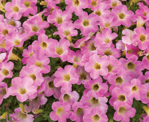 Petunia ‘Itsy Pink’ from Syngenta Flowers