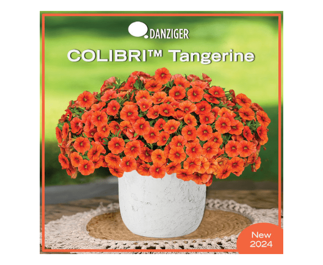 COLIBRI Tangerine from Danziger