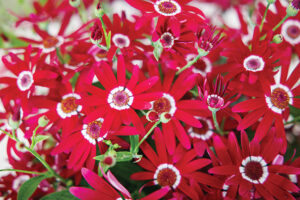 Senetti Red HaloPhotos courtesy of Suntory Flowers.