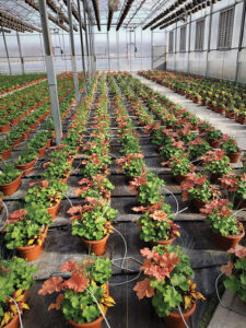 Greenhouse production of ornamentals