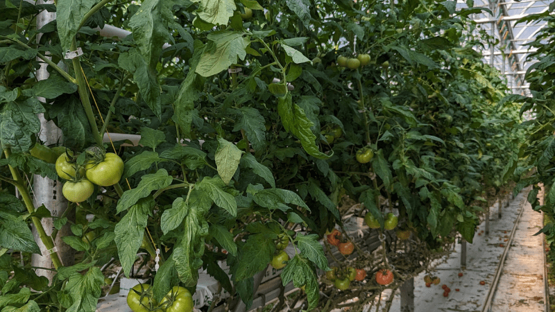 Les Serres Bertrand has its tomato greenhouse in Lanoraie, Québec.