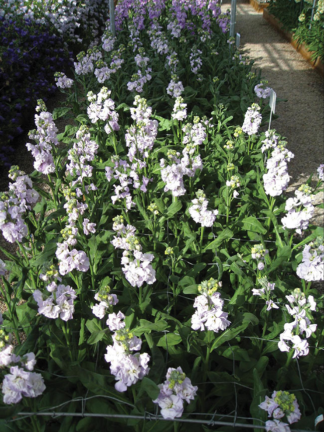 Photoperiod management Greenhouse Product News