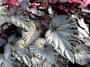 Begonia 'Silver Lace' from Terra Nova Nurseries