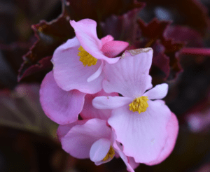 Culture Connections Feeling pink vibes Begonia Stonehedge Light Pink Bronze Leaf from Benary