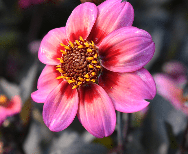 Dahlia Dahlegria Apricot Tricolor - Greenhouse Product News