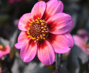 Culture Connection Feeling the pink vibes Dahlia Dahlegria Apricot Tricolor from Syngenta