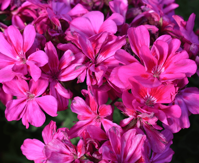 Culture Connection Feeling pink vibes Geranium Moxie! Hot Pink from Syngenta