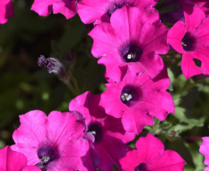 Culture Connection Feeling pink vibes Petunia Itsy Magenta from Syngenta