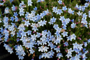 Lithodora 'Crystal Blue' from Terra Nova Nurseries