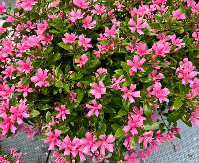 Vinca Soiree Double Pink Suntory Flowers