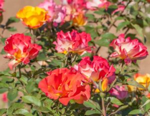 Sunset Horizon introduced by Star Roses and Plants was one of the 2024 AGRS rose selection winners