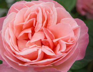 Sweet Mademoiselle Introduced by Star Roses and Plants 