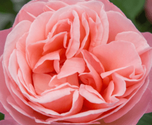 Sweet Mademoiselle Rose introduced by Star Roses and Plants