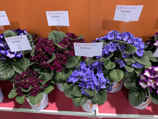 African violets from Dümmen Orange