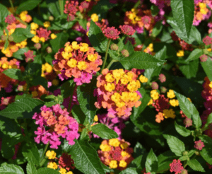 Lantana ‘PassionFruit’ from Ball FloraPlant