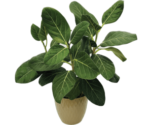 Ficus Benhalensis ‘Audrey’ from AG2 TC, LLC