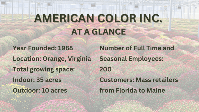 American Color Inc.