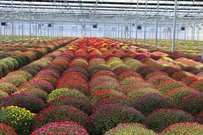 American Colors Inc. greenhouses with mums in full color