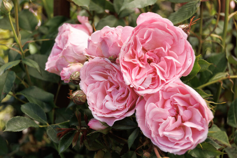 Rosa 'Meictarus' Heavenly Ascent Pink