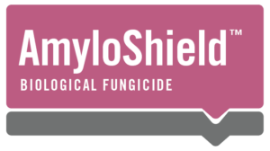 AmyloShield