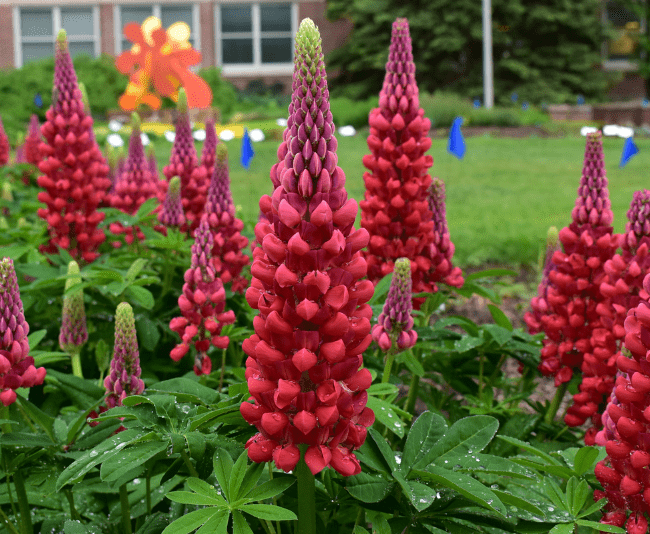 Lupinus 'Beefeater' from Gulley Greenhouse and Eason Horticulture Resources